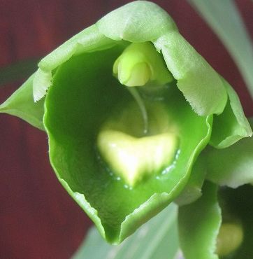 Catasetum expansum Green Orchid seeds