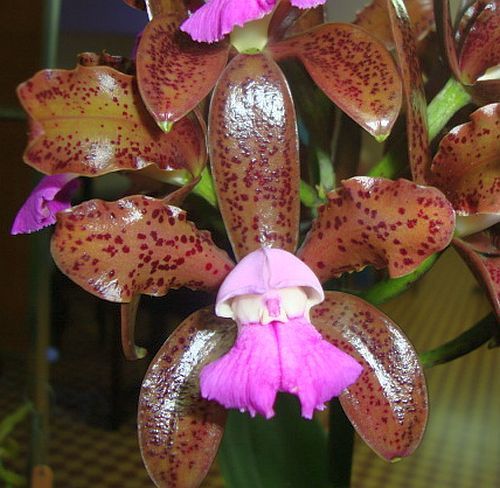 Cattleya leopoldii King Leopolds Cattleya seeds