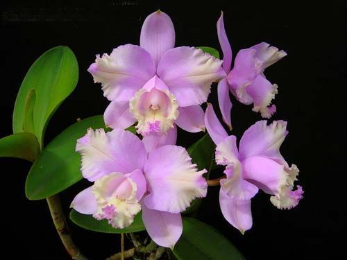 Cattleya lodigeesii orchids seeds