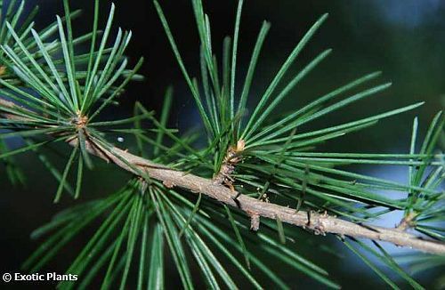 Cedrus deodara himalayan cedar seeds