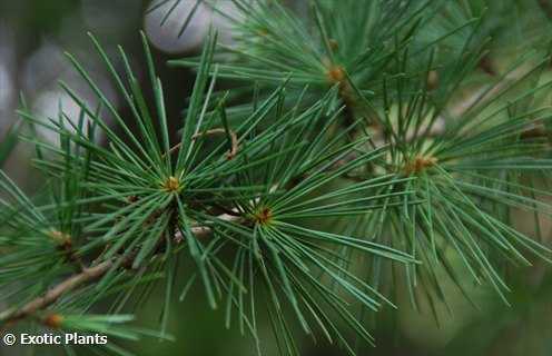 Cedrus deodara himalayan cedar seeds