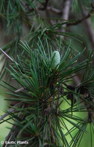 Cedrus deodara himalayan cedar seeds