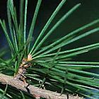 Cedrus deodara cedro del Himalaya semillas