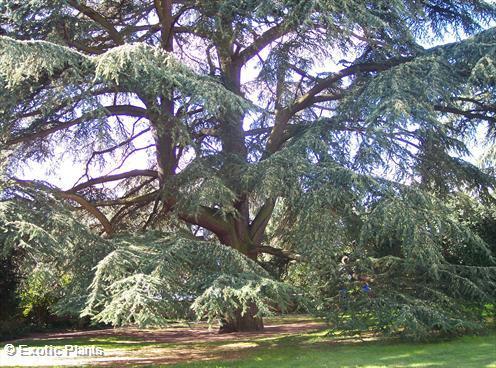 Cedrus libani cedar of Lebanon seeds