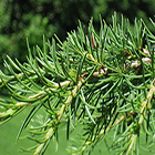 Cedrus libani