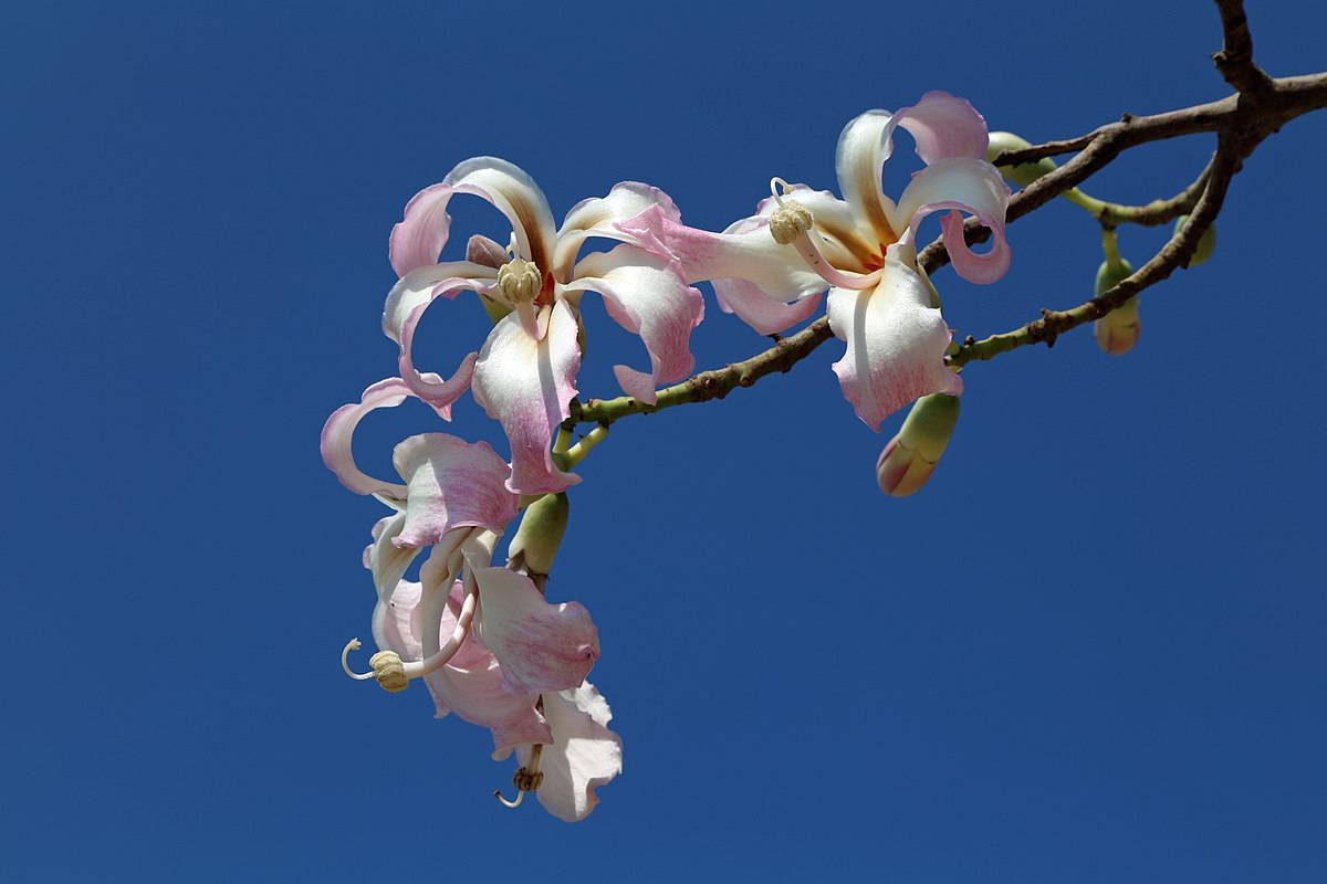 Ceiba Speciosa Foil silk tree seeds