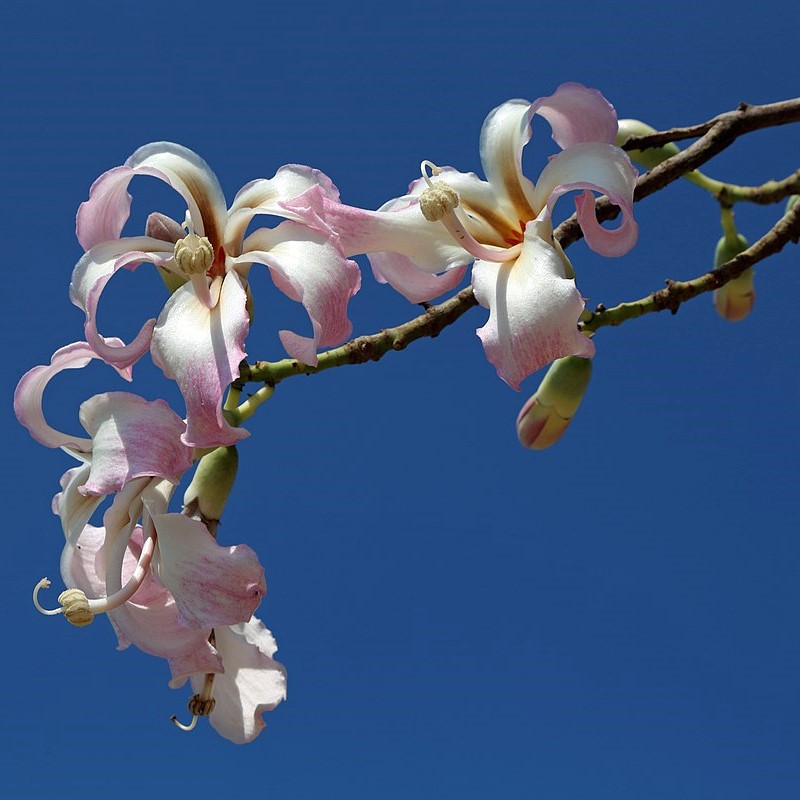 Ceiba Speciosa  cемян