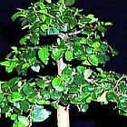 Celtis africana Olmo giapponese semi