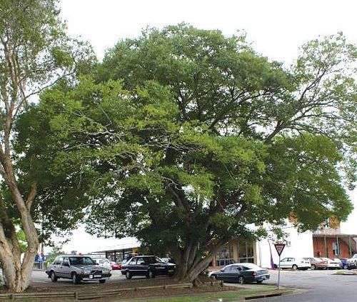 Celtis sinensis Chinese Hackberry - bonsai seeds