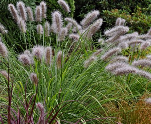 Cenchrus alopecuroides Fountain Grass seeds