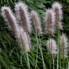 Cenchrus alopecuroides Herbe aux ?couvillons graines