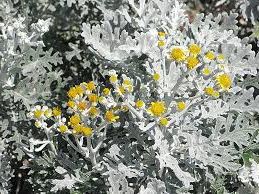 Centaurea cineraria Silver Dust Dusty Miller seeds