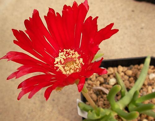 Cephalophyllum alstonii Red Spike Ice Plant seeds