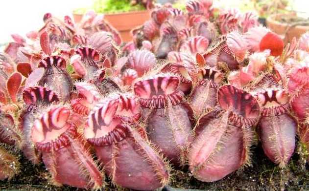 Cephalotus follicularis Albany pitcher plant seeds