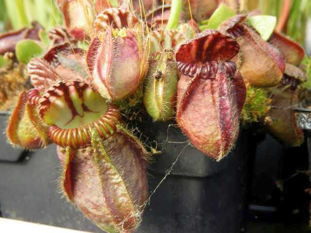 Cephalotus follicularis Albany pitcher plant seeds