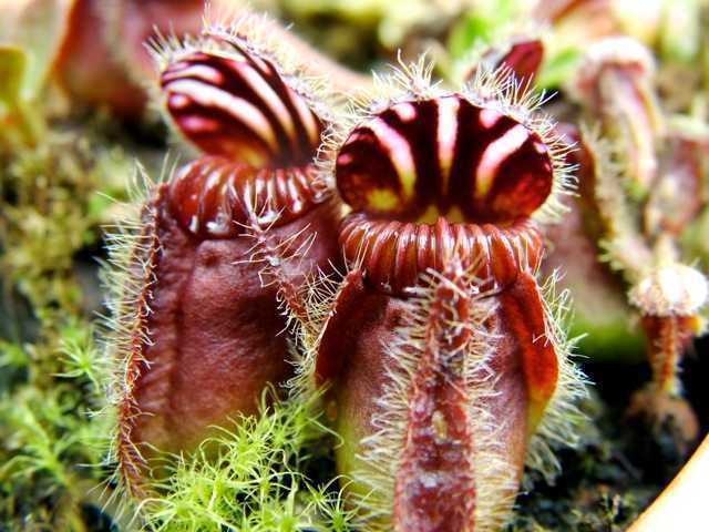 Cephalotus follicularis Albany pitcher plant seeds