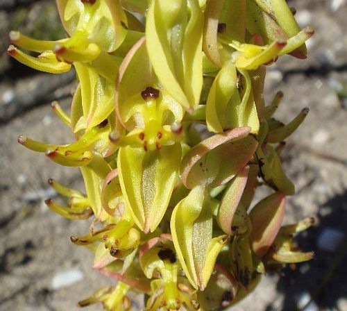 Ceratandra atrata orchid seeds