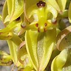 Ceratandra atrata orchidea semi