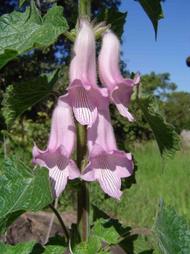 Ceratotheca triloba South African Foxglove seeds