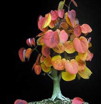 Cercidiphyllum japonicum Katsura Tree - Bonsai seeds