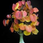 Cercidiphyllum japonicum Arbre caramel - Bonsa? graines