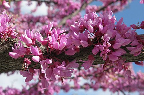 Cercis canadensis Eastern Redbud seeds