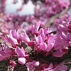 Cercis canadensis Gainier du Canada Forest Pansy graines