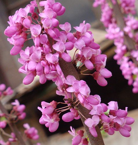 Cercis chinensis Chinese redbud seeds