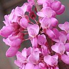 Cercis chinensis Chinesischer Judasbaum Samen