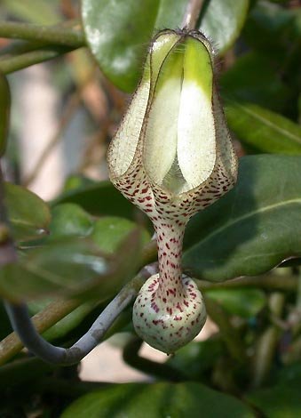 Ceropegia albisepta asclepiads seeds