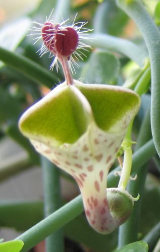 Ceropegia haygarthii lantern flower - parasol flower seeds