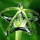 Ceropegia meyeri Leuchterblume Samen