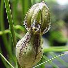 Ceropegia racemosa ssp setifera Leuchterblume Samen