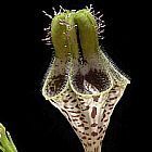 Ceropegia radicans Asclepiadaceae semillas