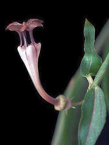 Ceropegia rendalii lantern flower - parasol flower seeds