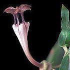 Ceropegia rendalii Asclepiadaceae semi