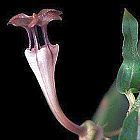 Ceropegia rendalii Leuchterblume Samen
