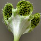 Ceropegia sandersonii Kletternde Leuchterblume Samen