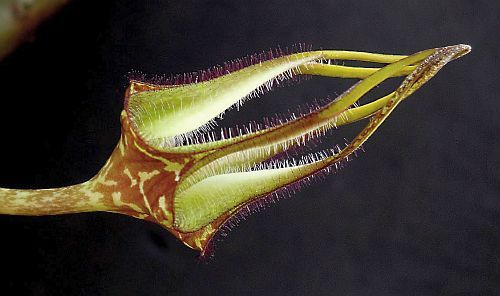 Ceropegia stapeliformis ssp serpentinus lantern flower - parasol flower seeds
