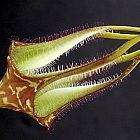 Ceropegia stapeliformis ssp serpentinus Leuchterblume Samen