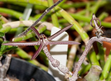 Ceropegia variegata Chain of Hearts - Heart strings - Collar of hearts - Rosary Vine seeds