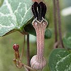 Ceropegia woodii Asclepiadaceae semi