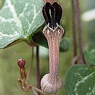 Ceropegia woodii Asclepiadaceae semillas