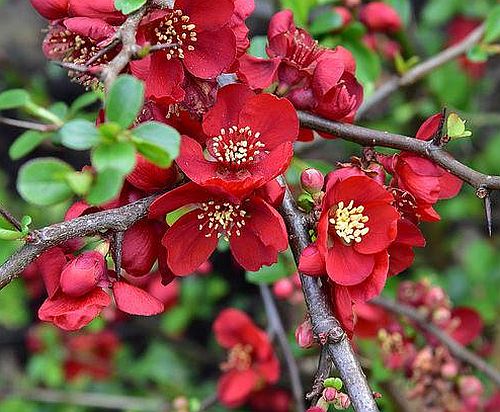 Chaenomeles japonica Japanese Quince â€“ Maules Quince seeds