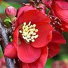 Chaenomeles japonica