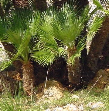 Chamaerops humilis Dwarf Fan Palm seeds