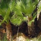 Chamaerops humilis Palmier nain graines