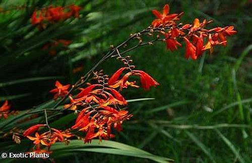 Chasmanthe aethiopica Lesser cobra lily seeds