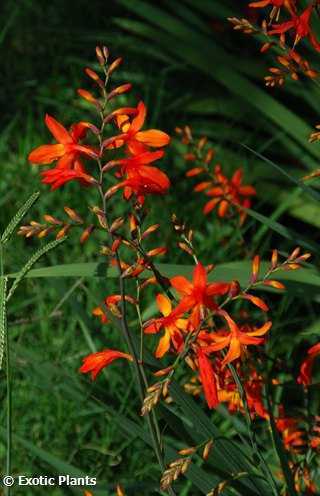 Chasmanthe aethiopica Lesser cobra lily seeds