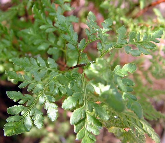 Cheilanthes tenuifolia lip fern - rock fern seeds